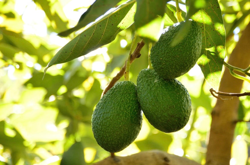 spf protection, righteous roots rx with avocado for spf protection,